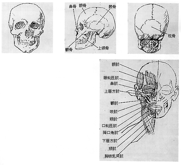 头部的骨骼和肌肉