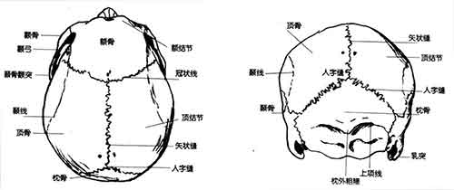 头骨