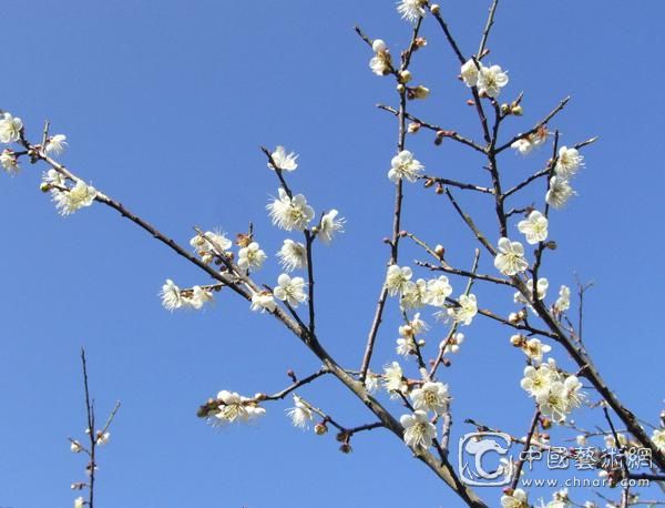 梅花渡江战役吹响冲锋号，梅花盆景迎行业春天